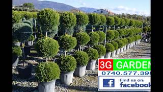 3G GARDEN  Forme din Plante  TOPIARY  Mosnita [upl. by Landri]