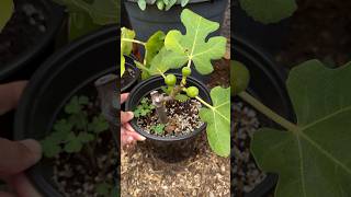 Removing Baby Figs From A Rooted Fig Cutting figs figtree fruit foodforest gardeningtips [upl. by Kcirrej984]