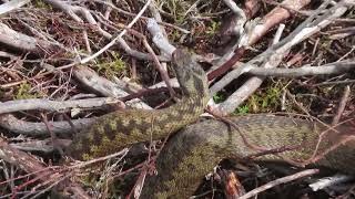 Adder Vipera berus [upl. by Groot791]