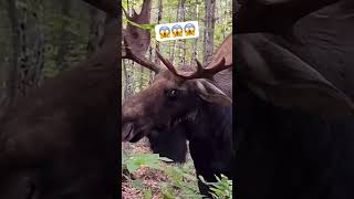 Follow For More😱🔥🦌hunting buckworks bullmoose trending [upl. by Adnofal125]