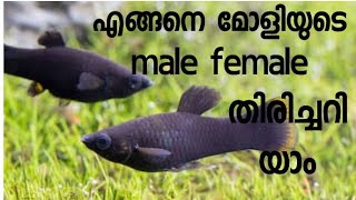 How to identify male and female Black Molly [upl. by Rip851]