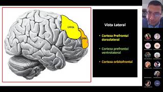 Corteza prefrontal y Funciones Ejecutivas [upl. by Annawek356]