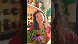 What are the benefits of Echinacea [upl. by Haorbed247]