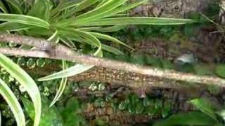 Anolis mmarmoratus in terrarium [upl. by Starlene982]