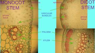 MONOCOT amp DICOT STEMS COMPARED [upl. by Anaujat533]