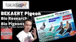 History of Bekaert Pigeon  Racing Pigeon Series ft Bio Research Bio PigeonsLeoDetroitWaterhouse [upl. by Leahcimrej]