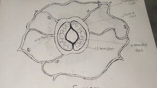 Stomata diagram। How To Draw stomata diagram। stomata diagram class 10। stomata biology diagram [upl. by Zennas656]