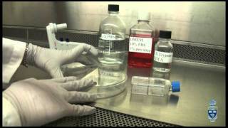 Cell Culture 101 1 [upl. by Olenolin]