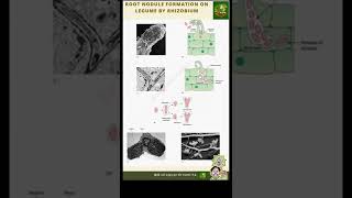 Root nodule formation on legume by Rhizobium rootnoduleformation 1minutevideoviralshorts biology [upl. by Hazeghi]