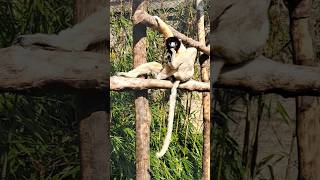 Crowned Sifaka lazing on a sunny afternoon [upl. by Nhguahs]