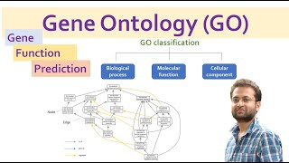 Gene Ontology GO Gene function prediction and classification [upl. by Etnaid]