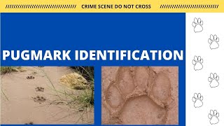 Pug mark Identification  Paw print Identification  Wildlife Forensic  UGC NET JRF [upl. by Diad425]