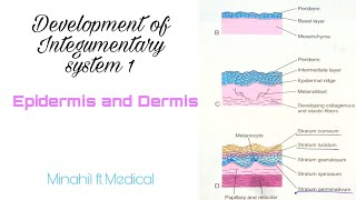 Development of Integumentary system Embryology Part 1 Development of epidermis and dermis [upl. by Dail]