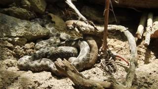 Nosehorned viper mating Razmnožavanje poskoka 2 males and 1 female [upl. by Oniliuqnart276]