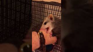 Baby Opossum BITES while Teething [upl. by Ocirema]