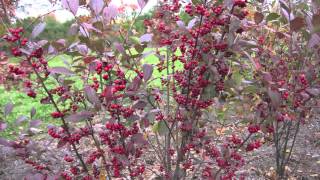 Fast Growing Red Chokeberry [upl. by Mclyman]