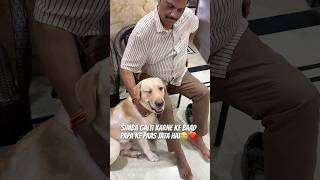 Simba Ban Gaya Papa Ka Brta😂❤️ vlog doglover minivlog ytshortsindia dogshorts familyvlog [upl. by Taveda]