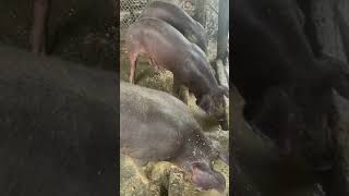 video pigcity bigpig farming pigging animals food pig youtube shorts usa [upl. by Benkley]