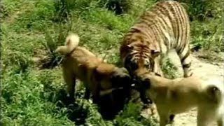 Turkish Dog Kangal Attacking Lion amp Tiger [upl. by Meehsar]