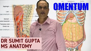 PERITONEUM Part 2  OMENTUM [upl. by Shirlee401]