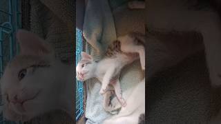 Kitten Diary 💌  Morning Routine kiyasmeowkittenshortsyoutubeyoutubeshortsytfeedstrending [upl. by O'Conner109]