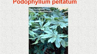 PODOPHYLLUM PELTATUM  ΑΝΤΙΜΕΤΩΠΙΣΗ ΟΞΕΩΝ ΚΑΤΑΣΤΑΣΕΩΝ ΜΕ ΟΜΟΙΟΠΑΘΗΤΙΚΗ [upl. by Admana]