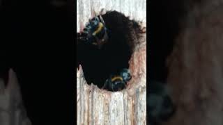 Hummeln bauen ihr Nest im Vogelnistkasten Insekt Insekten 😁Hummel bumble bee [upl. by Gerty]