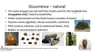 Terpenes Occurrence and Isoprene Rule [upl. by Ahseinet]