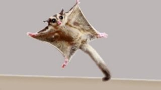 ★TOP 10 Sugar Glider Flights★ [upl. by Dolph]