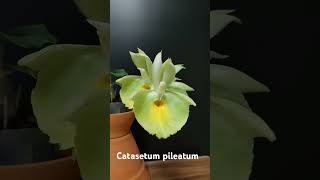 catasetum pileatum [upl. by Ambros631]