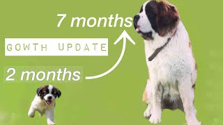 Saint Bernard puppy growing up [upl. by Ainotal]