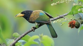 call of Great barbet 4K [upl. by Annie]