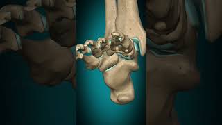 Metatarsophalangeal joint interphalangeal joint of foot flexion extension footjoint joint [upl. by Ilona566]