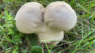 Lycoperdon excipuliforme October 16 2022 [upl. by Demmy]