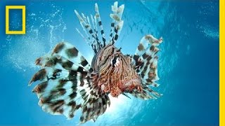 Combating the Invasive Lionfish—by Wearing Them  National Geographic [upl. by Onailil]