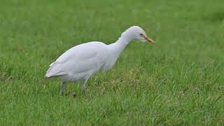 Koereiger foerageert  De Wilderen bij Waalre 3012024 [upl. by Lateehs]