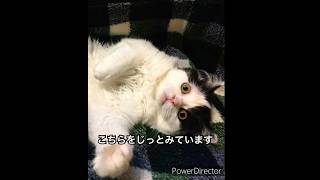 【空りく日記】りくちゃんの生後4ヶ月から〜現在に至るまでかわいい猫 スコティッシュフォールド [upl. by Brynne430]