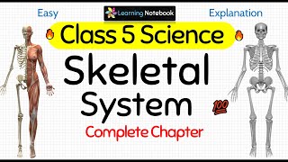 How to Draw Pelvic Girdle Labelled diagram  Pelvis bone drawing easy  CBSE [upl. by Namyl]