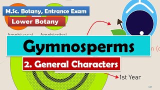 Detailed General characteristics  Gymnosperm  BSc MSc NEET [upl. by Ayotnahs361]