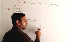 Plastids in Urdu Hindi  Structure composition types and functions of Plastides class 11 Bio [upl. by Vicki213]