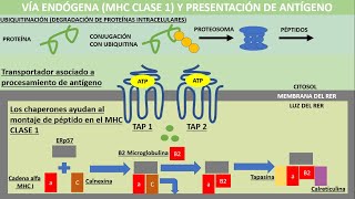 Fagocitosis y presentación de antígeno vía endógena y exógena MHC clase I y II  Inmunología [upl. by Shauna281]