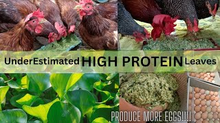 Under estimated HI PROTEIN leaves you never know exist  save chicken feeds [upl. by Lolande]