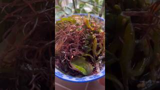 Seaweed salad seasoned with chogochujang [upl. by Heim]