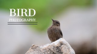 Bird photography in Mountain Forest with Nikon Z6ii [upl. by Upali632]