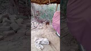 Alsatian dog  alsatian dog barking sound  alsatian dog in pakistan [upl. by Edna960]