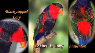 Lories amp Lorikeets Film [upl. by Kerek]