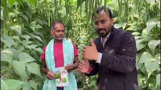 Moraleda Pole beans seminis in Gaya Bihar [upl. by Ybsorc]