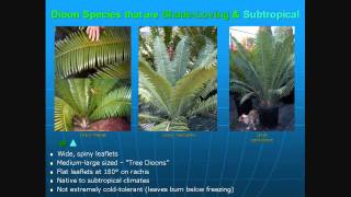 Cycads The 35 Best Cycads for Landscapes [upl. by Enneillij]