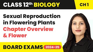 Sexual Reproduction in Flowering Plants  Chapter Overview amp Flower  Class 12 Biology Chapter 1 [upl. by Sherry]