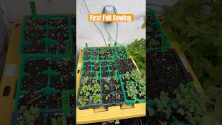 Autumn Seedlings gardening plants gardentips fall winter food garden plants brassica seed [upl. by Okkin730]